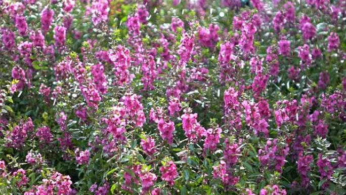 慢动作，花圃洒水花圃洒水