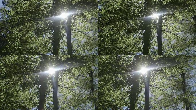 树叶对着早晨的阳光