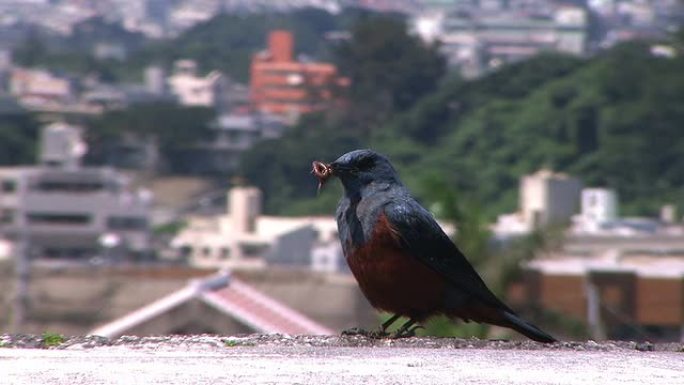 高清：鸟类对抗市区（视频）