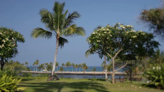 俯瞰海滩的椰子树和棕榈树