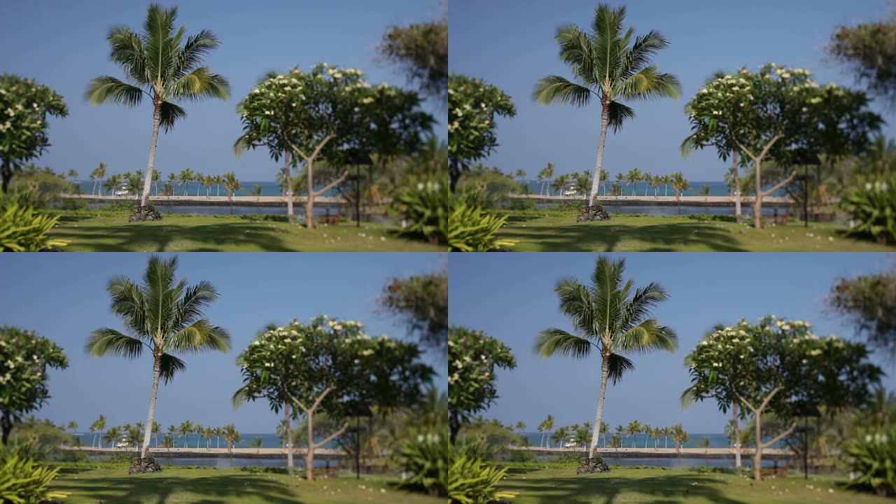 俯瞰海滩的椰子树和棕榈树