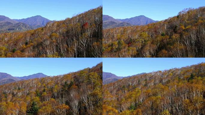 森林鸟瞰图森林植被山体环境保护