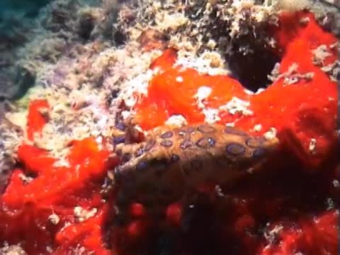 蓝环章鱼-体型小但毒性极强
