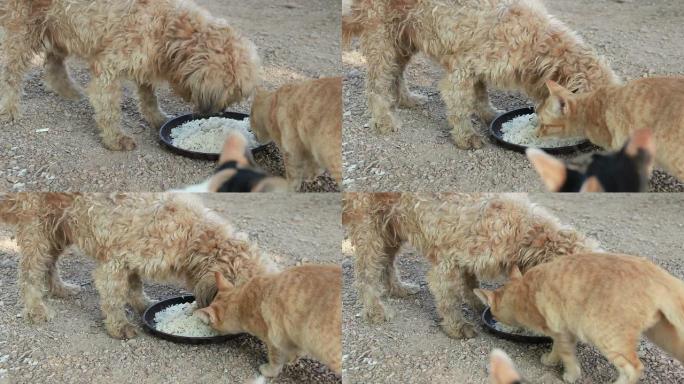 猫和狗一起吃东西。