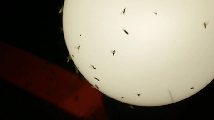 蚊虫在夜灯的灯光下飞翔