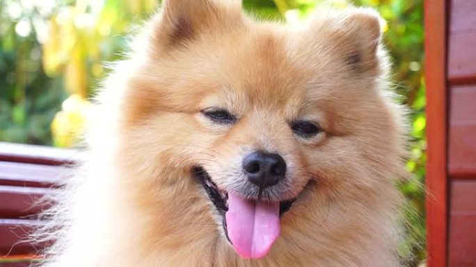 快乐脸波美拉尼亚犬