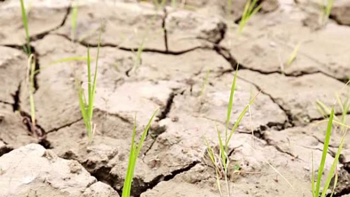 稻田，土壤干燥，土地干旱，天气炎热