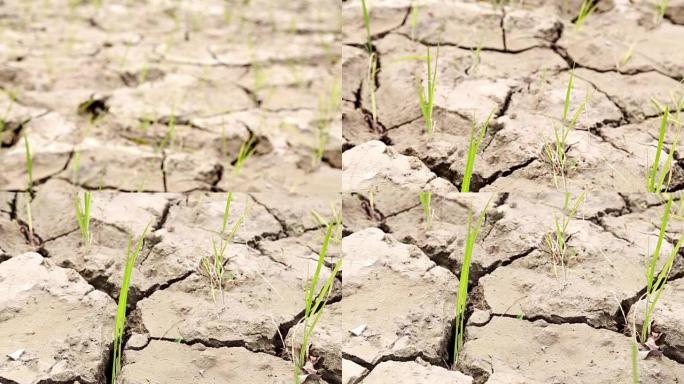稻田，土壤干燥，土地干旱，天气炎热