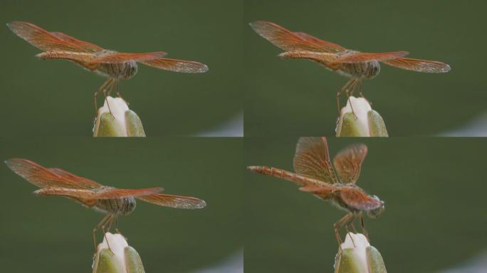 红蜻蜓呼吸急促，从后视图变为侧视图。