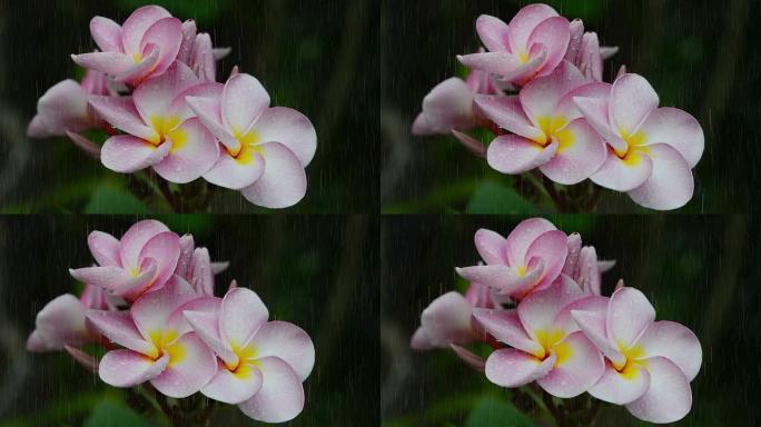粉色花朵Frangipani