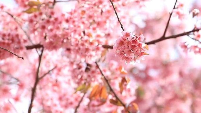 野生喜马拉雅樱桃鲜花花朵粉红