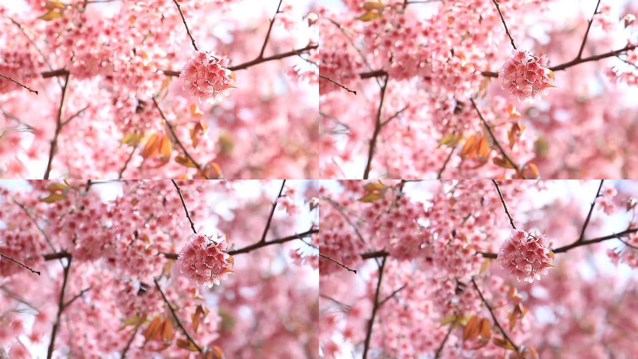 野生喜马拉雅樱桃鲜花花朵粉红