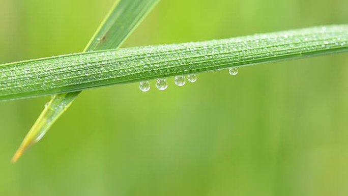 露水