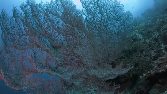深海中的超级巨红Gorgonian海扇珊瑚