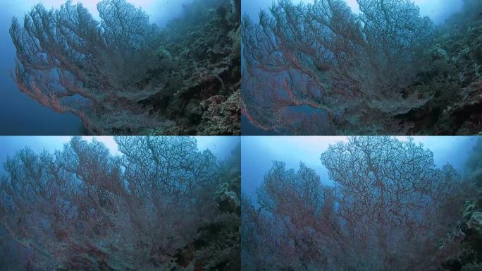 深海中的超级巨红Gorgonian海扇珊瑚