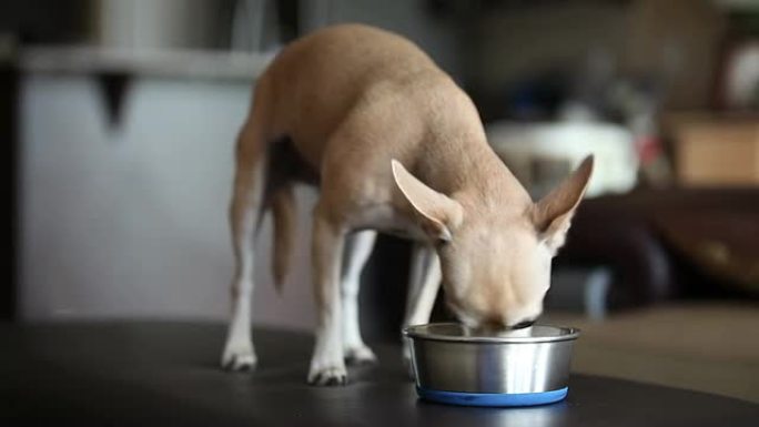 吉娃娃吃干狗粮家庭生活饲养小型犬吃东西吃