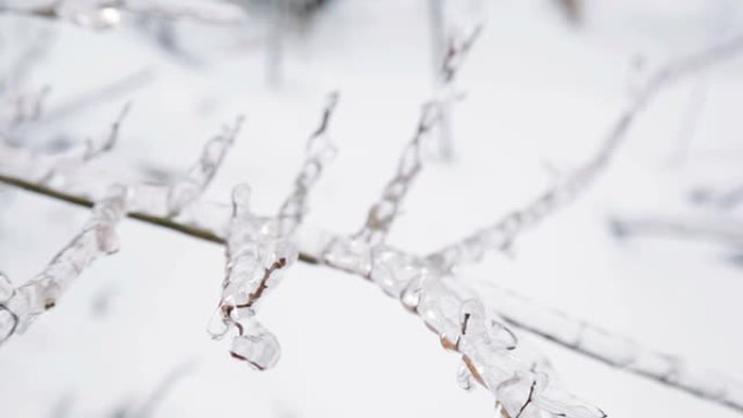 结冰的树枝冰树枝冰世界冰冻