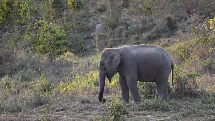 亚洲大象长鼻子吃草