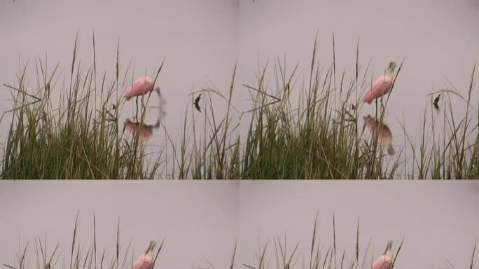粉红色汤匙图像野生动物保护生物生态飞翔飞
