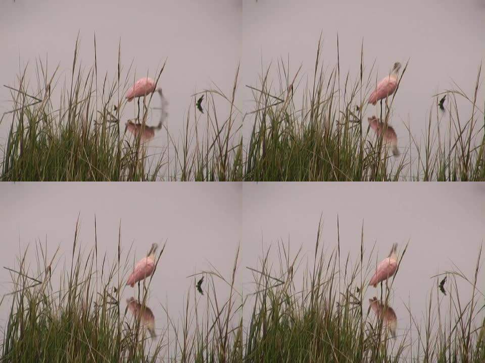 粉红色汤匙图像野生动物保护生物生态飞翔飞