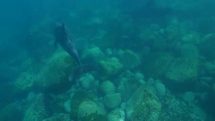 瓶鼻海豚在海面下游泳