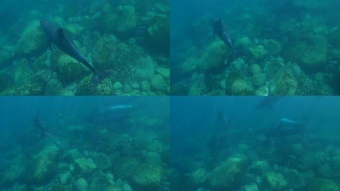 瓶鼻海豚在海面下游泳