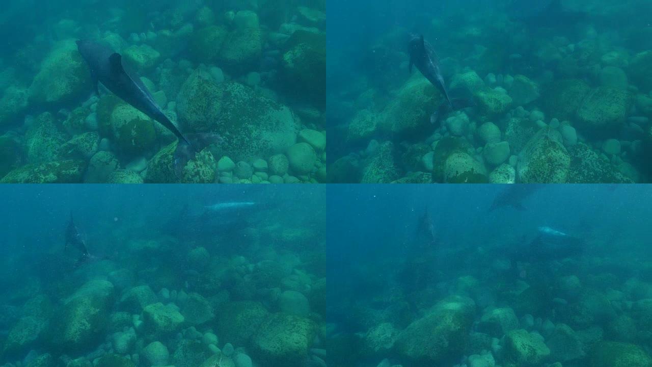 瓶鼻海豚在海面下游泳