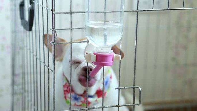 狗从瓶子里喝水