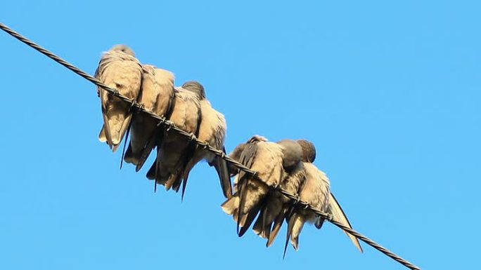 鸟梳理羽毛站成一排种群繁衍