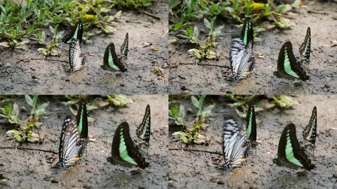 蝴蝶在地上喝水蝴蝶在地上喝水