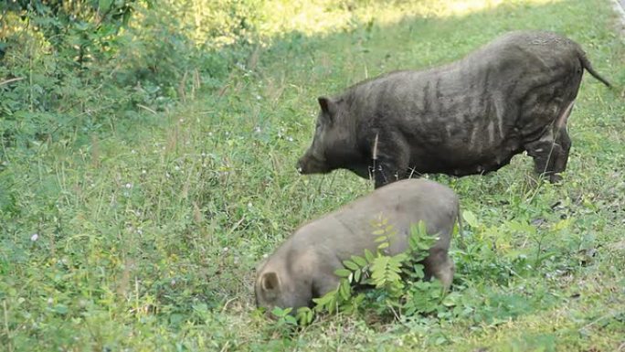 野猪在吃晚饭。