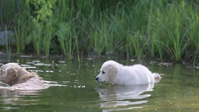 老金毛寻回犬向小狗展示如何游泳