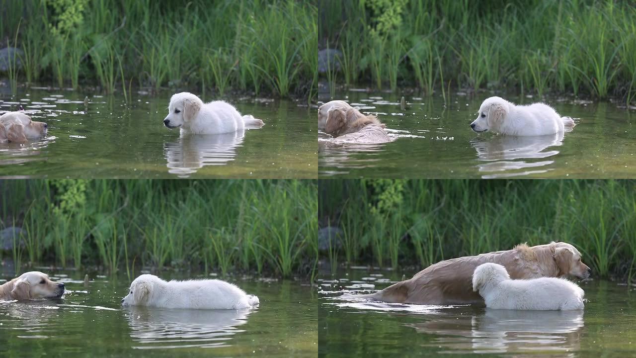老金毛寻回犬向小狗展示如何游泳