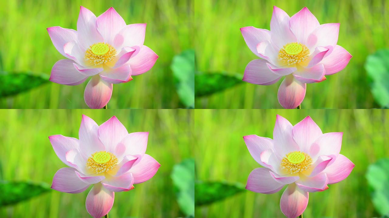 粉红莲花花朵盛开花开花万物生长