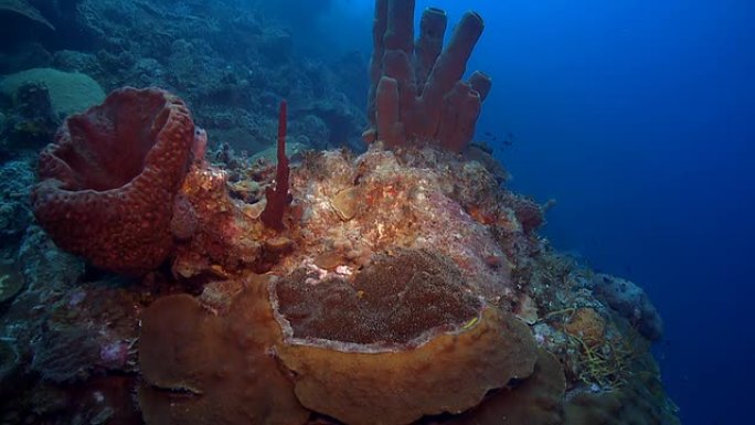 板块和柱状珊瑚，形成桶状海绵