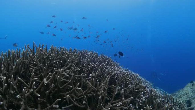 水肺潜水员用运动相机拍摄珊瑚礁