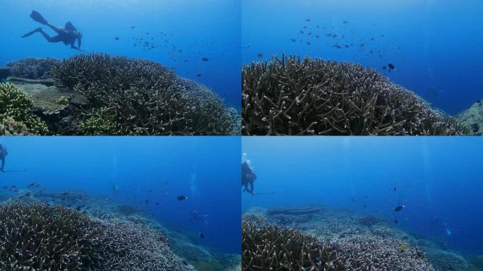 水肺潜水员用运动相机拍摄珊瑚礁