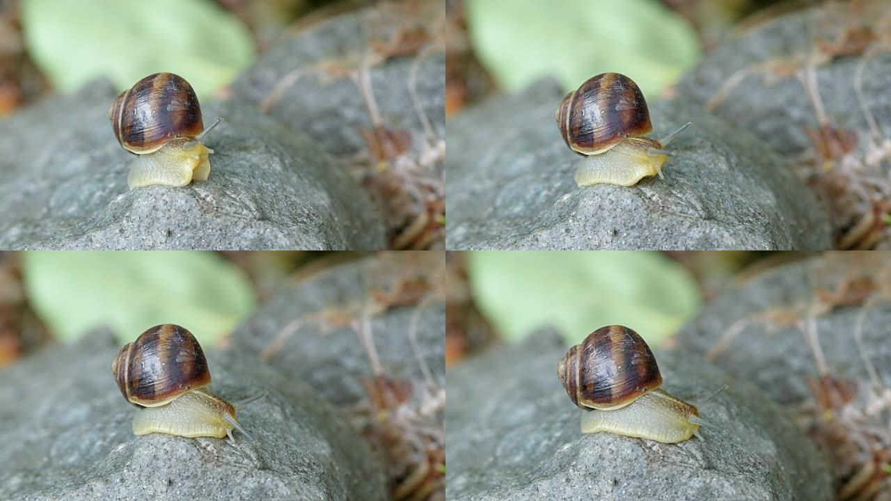 蜗牛在石头上的缓慢移动，特写