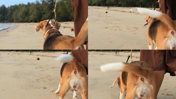 海滩上的女人和狗