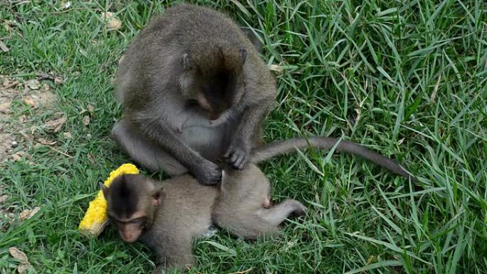 猴子的行为野生猴子动物世界生物多样性