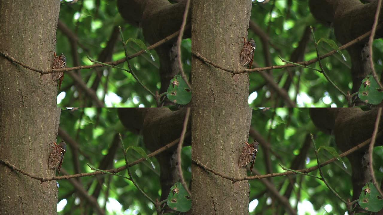 高清：蝉爬上树（视频）