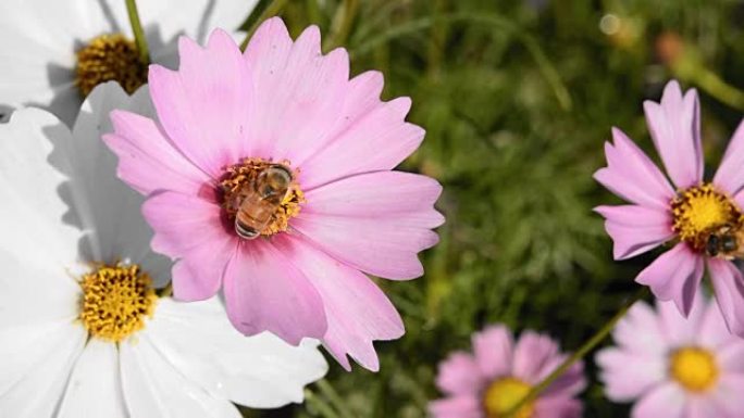 蜜蜂从宇宙花 (Cosmos Bipinnatus) 到蜜蜂巢获得蜂蜜