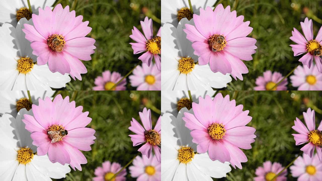 蜜蜂从宇宙花 (Cosmos Bipinnatus) 到蜜蜂巢获得蜂蜜