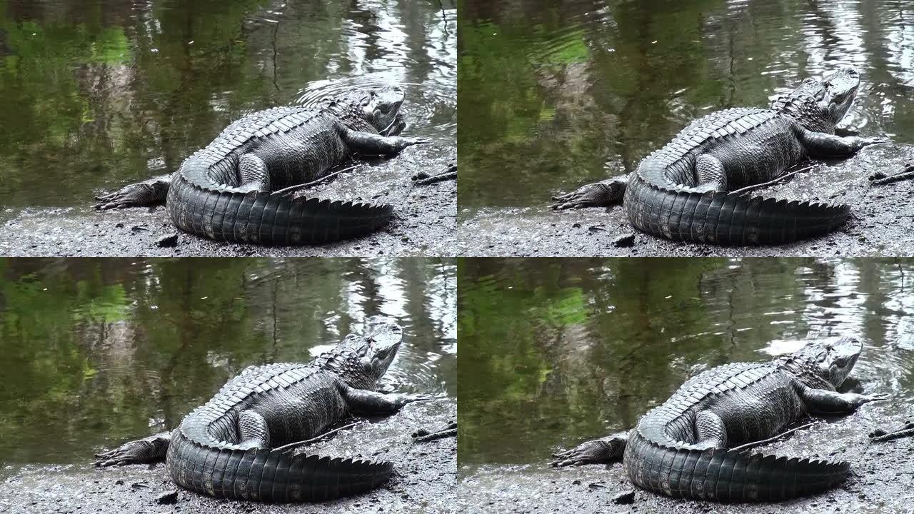密西西比短吻鳄在河边休息并抬起头