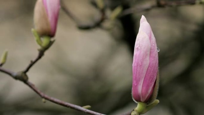 木兰属玉兰花苞枝头露水生态环境