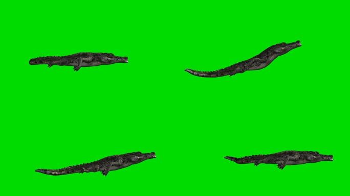 鳄鱼攻击绿屏 (可循环)