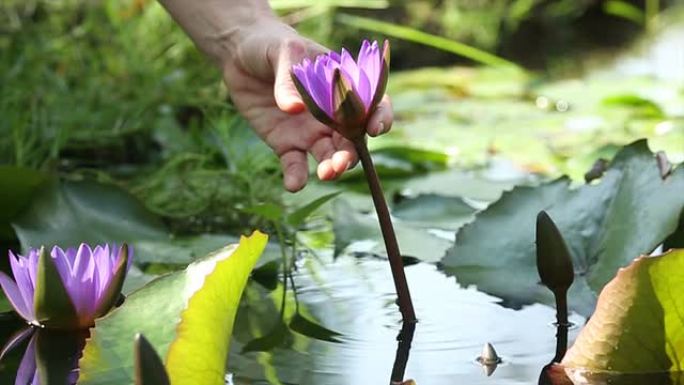人的手伸向漂浮在池塘里的莲花