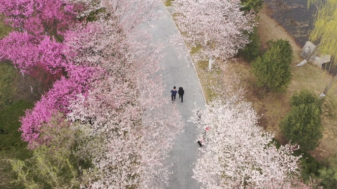 樱花散步