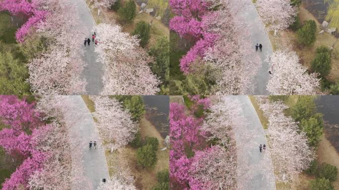樱花散步