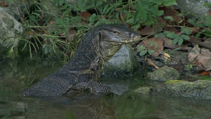 游泳鬣蜥变色龙野生动物世界伪装生物爬行